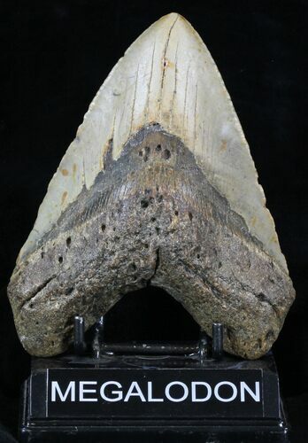 Large Megalodon Tooth - North Carolina #32817